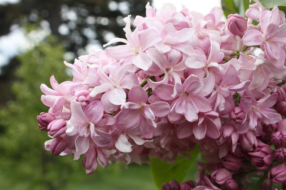 Mid Season Bloomers Hope Springs Nursery