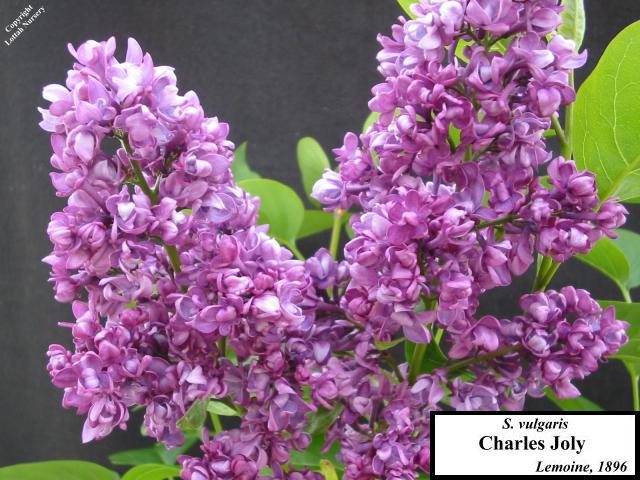 Lilac 'Charles Joly'