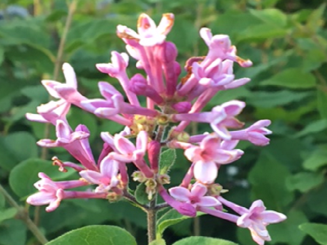 Lilac 'Colby's Wishing Star'