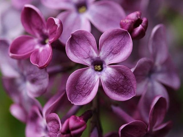 Lilac 'Declaration'