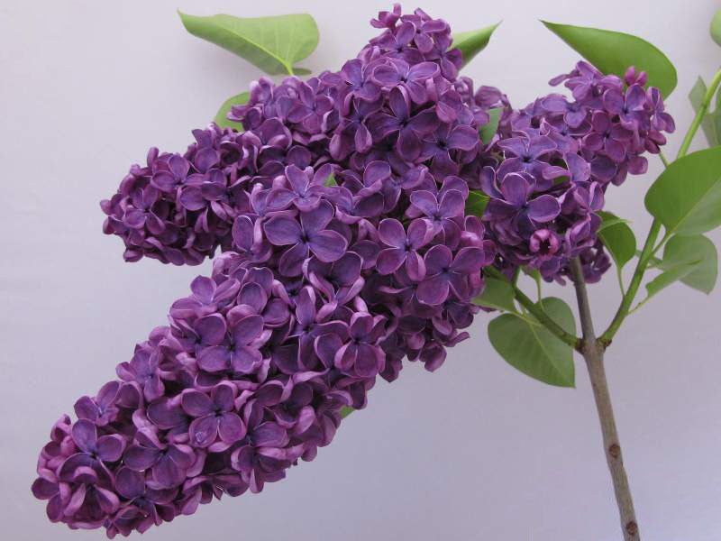 Violet - Color Class II