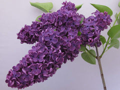 Violet - Color Class II