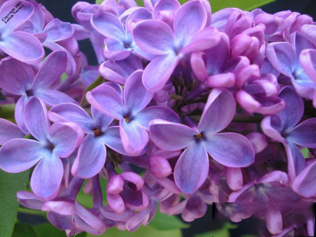 Lilac - Color Class IV