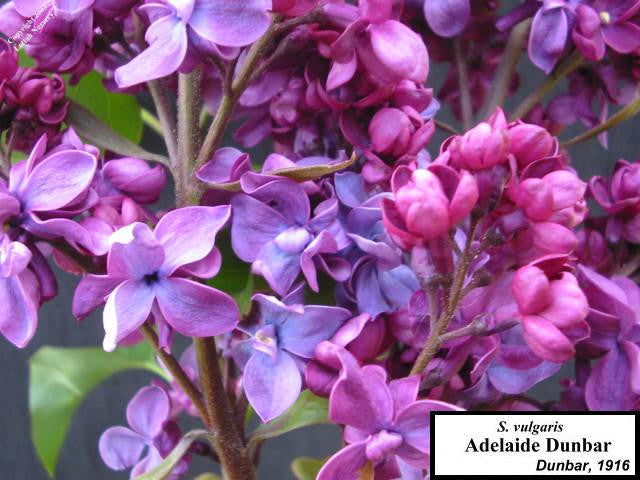 Lilac 'Adelaide Dunbar'