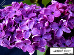 Lilac 'Agincourt Beauty'