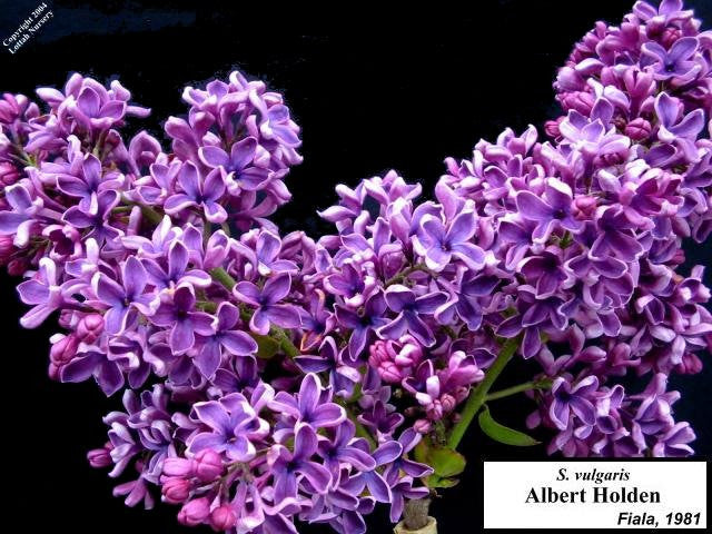 Lilac 'Albert F. Holden'