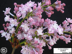 Lilac 'Anabel'