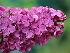 Lilac 'Andenken an Ludwig Spath'