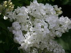 Lilac 'Avalanche'
