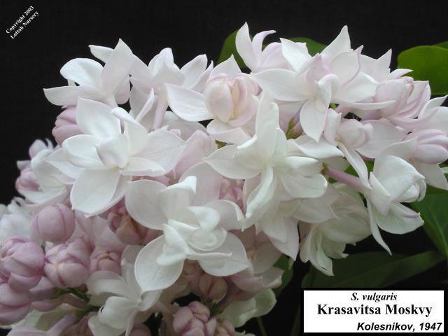 LIlac 'Krasavitsa Moskvy' ('Beauty of Moscow')