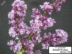 Lilac 'Donald Wyman'