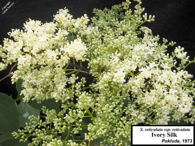 Lilac 'Ivory Silk'