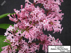 Lilac 'James Macfarlane'