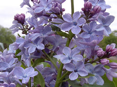 Lilac 'Wonderblue'
