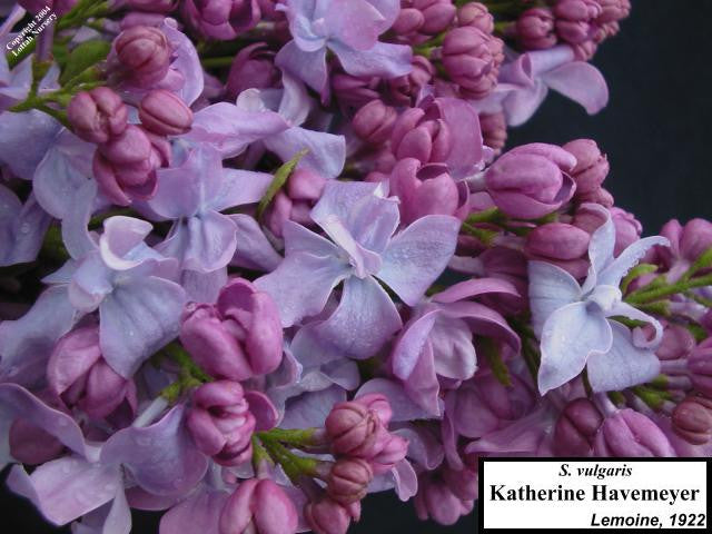 Lilac 'Katherine Havemeyer'