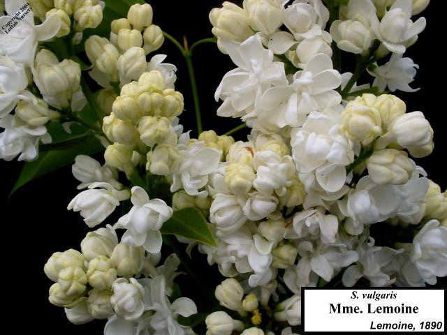 Lilac 'Mme Lemoine'