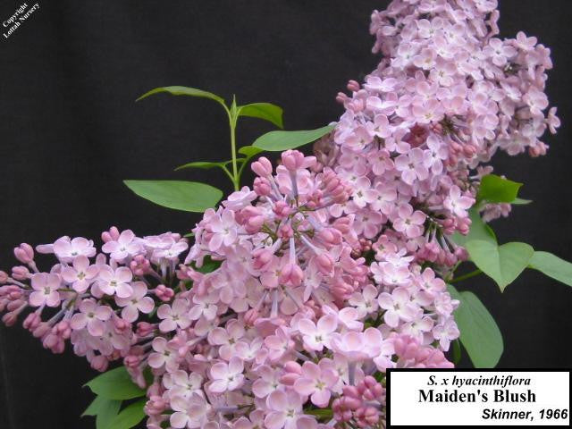 Lilac 'Maiden's Blush'