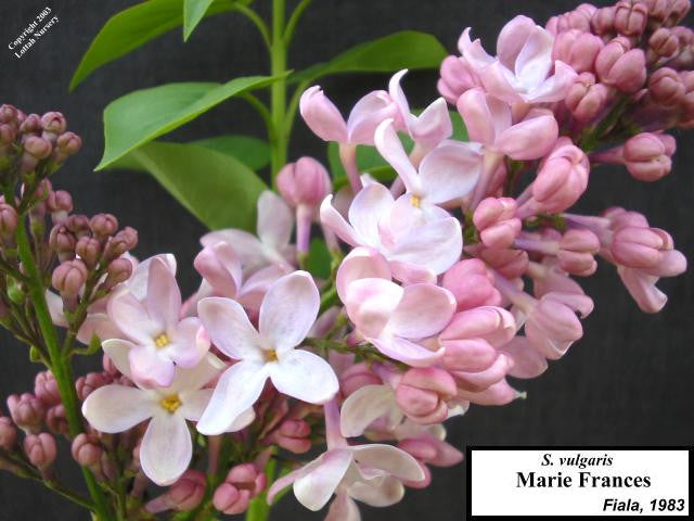 Lilac 'Marie Frances'