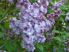 Lilac 'Michel Buchner'