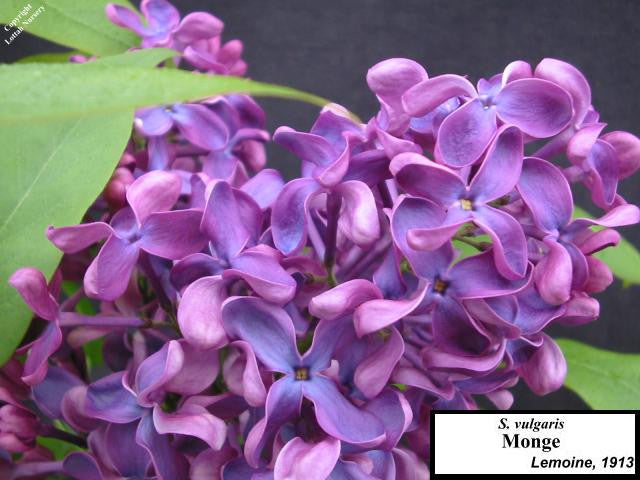 Lilac 'Monge'