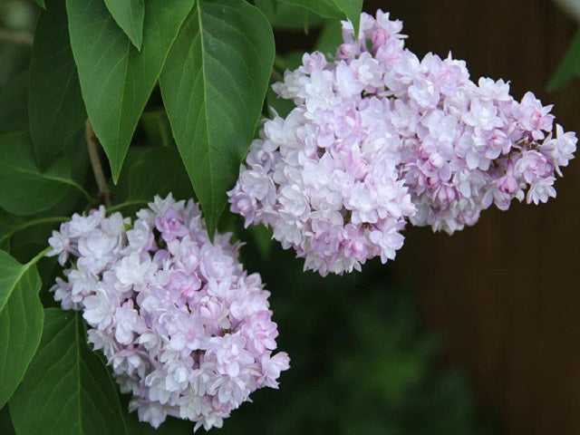 Lilac 'Montaigne'