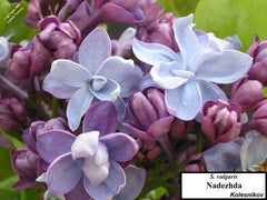 Lilac 'Nadezhda'