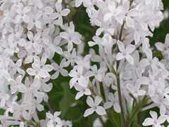 Lilac 'New Age White'