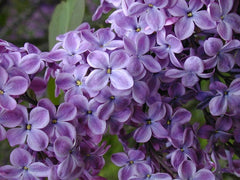 Lilac 'Old Glory'