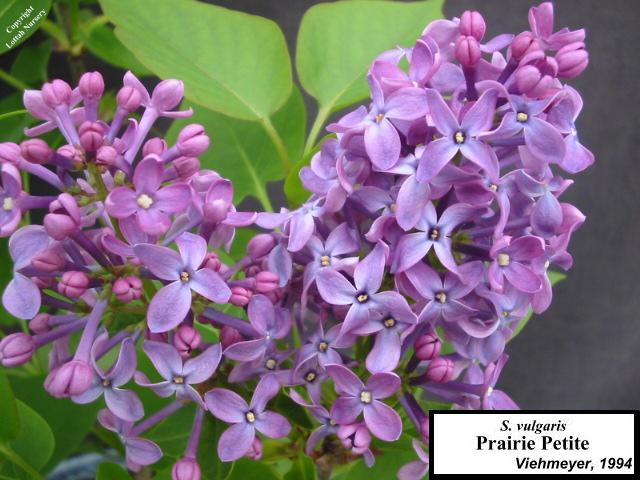 Lilac 'Prairie Petite'