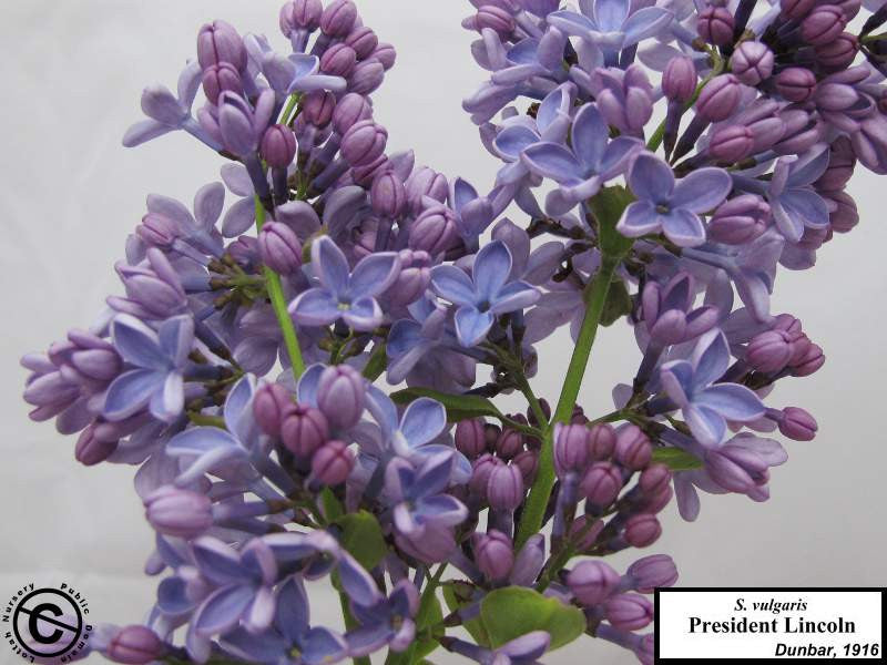 Lilac 'President Lincoln'