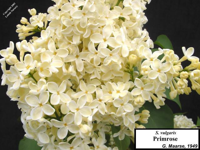 Lilac 'Primrose'