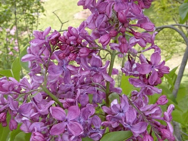 Lilac 'Purple Glory'