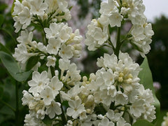 Lilac 'Rochester'