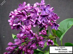 Lilac 'Sarah Sands'
