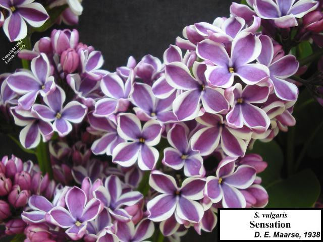 Lilac 'Sensation'