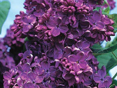 Lilac 'Yankee Doodle'