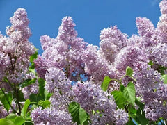 Lilac 'Plum Hill Source'